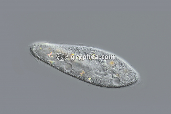 Paramécie vivante (Paramecium caudatum) CIT x100 - gryphea.org